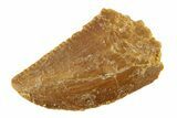 Serrated, Raptor Tooth - Real Dinosaur Tooth #268711-1